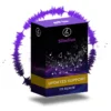 Sibelius 1Y Updates Support RENEW